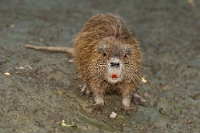 0655 Myocastor coypus (Nutria)